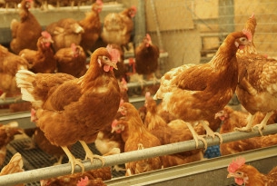We congratulate the Retail Council of Canada for committing to cage-free eggs 