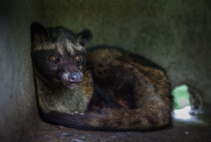 Demand for luxury coffee and tourism keeps civets enslaved