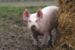 Millions of pigs in China set to have better lives, while support grows in Brazil and Chile