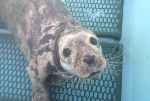 Saving marine mammals from the threat of ghost gear