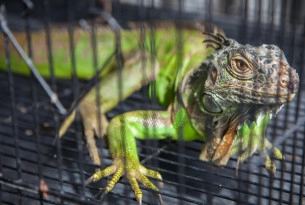 caged iguana