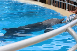 Landmark sea sanctuary study for captive dolphins announced