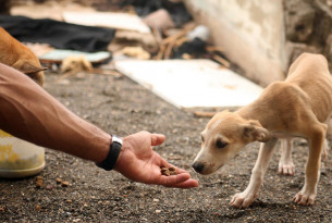 Pictured: One of the dogs we helped during a disaster response.