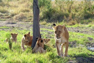 A wild African lion and her cubs at the Mara Masaai Reservation, Kenya.