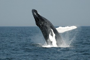 A humpback whale breaching off the coast of Massachusetts