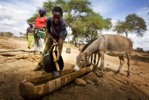 Farmers bring their animals to man made watering holes near Mwingi, Eastern Kenya