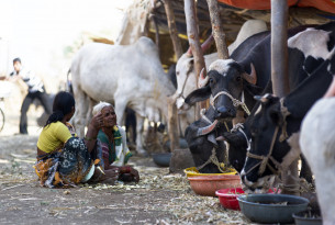 Women watching over their cows at a cattle camps in Beed district, Maharashtra, India (Simon de Trey-White)