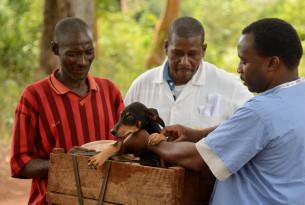 Man brings his dogs to be vaccinated against rabies in Zanzibar, Tanzania