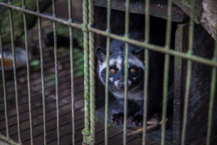 Caged civet coffee banned by UTZ Certified