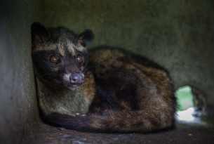 Sustainable Agriculture Network (SAN) bans caged civets on their Indonesian farms