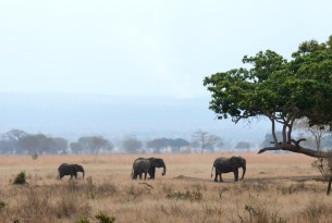 mikumi, elephants, tanzania, 