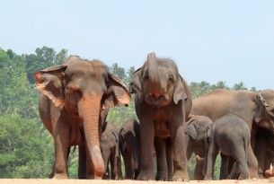 Asian elephants at Pinnawela orphanage in Sri Lanka.