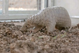 Breaking news:150 Pangolins rescued from terrible fate as traditional medicine