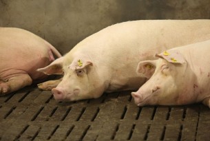 Lobbying leads to UN policy win for the welfare of farm animals worldwide