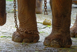 An elephant is chained up - World Animal Protection - Wildlife. Not entertainers
