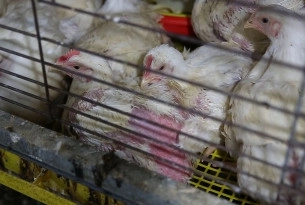 caged broiler chickens 