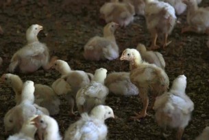 Call upon KFC to improve chicken welfare