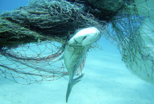 To stop the deaths of countless marine animals, we need to tag fishing gear