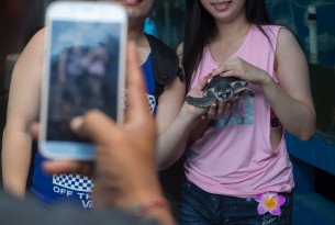 An turtle forced to pose with tourists