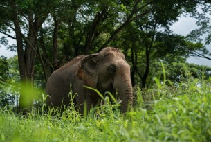 Elephant at a higher welfare venue - World Animal Protection - Wildlife. Not entertainers