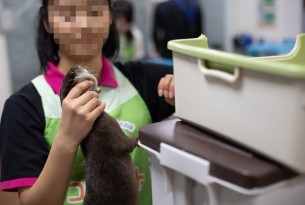 Asian otters are threatened by the growing pet trade