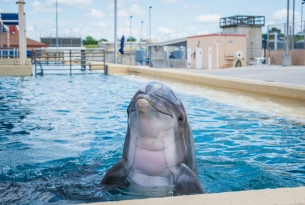 A dolphin in captivity - Wildlife. Not entertainers - World Animal Protection