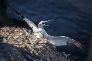 Adult northern gannet on RSPB Grassholm Island entangled in discarded ghost fishing gear