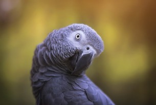 Turkish Airlines gets on board to protect African grey parrots, thanks to 188,099 of you