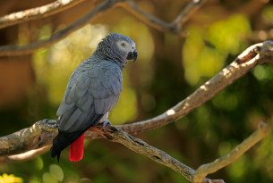 African grey parrot in the wild - Credit: Jurgen and Christine Sohns / Getty Images
