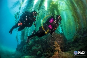 PADI divers underwater - World Animal Protection - Sea Change