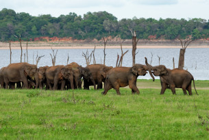 Wild asian elephants in Kaudulla National Park in Sri Lanka.