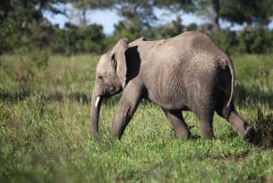 Understanding the emotional lives of elephants