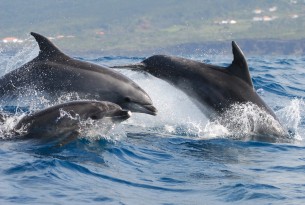 Three bottlenose dolphins off the coast of Azores, Portugal.