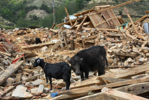 More animals in urgent need after second earthquake rocks Nepal