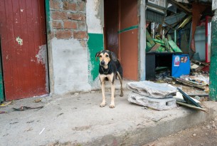 Dog surrounded by debris outside his home in Ecuador