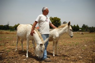 Donkeys in Israel - Animals in communities - world Animal Protection