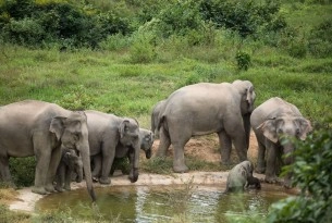 Elephants at Kui Buri National Park - World Animal Protection - Wildlife not entertainers
