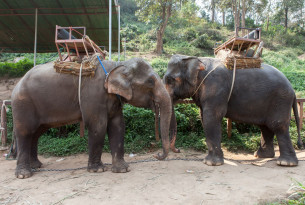 Elephants facing each other with saddles on their backs at a tourist attraction - Unite for the herd - World Animal Protection