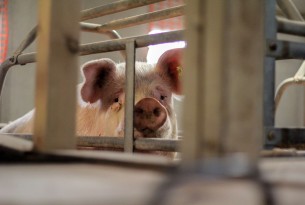 Mother pig suffering on factory farm in cage - Animals in farming - World Animal Protectio