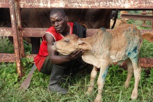 A man with his young calf, which has received veterinary treatment at a World Animal Protection organised assessment in the Dolo district of Malawi following flooding.
