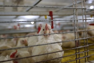  Los pollos de 43 días de edad planteadas en el sistema de jaulas 