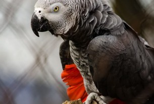A grey parrot used as an exotic pet - World Animal Protection - Wildlife. Not pets