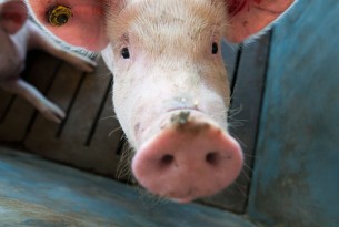 Pig at Miunça Farm in Brazil - Animals in farming - World Animal Protection