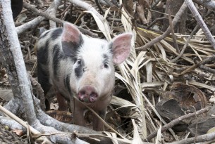 A pig stands amid fallen debris on Epi Island, Vanuatu.