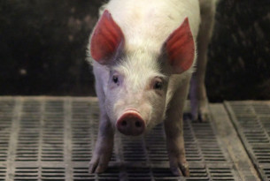 Piglet on the floor with his eyes shut on factory farm - Raise Pigs Right - World Animal Protection