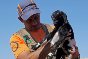 World Animal Protection's Dr Vasquez holds \"Sergina\" a newborn goat.