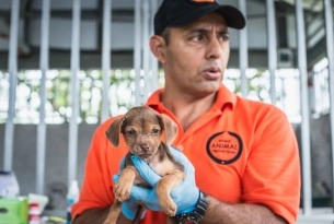 Thousands of animals suffering after floods in Costa Rica