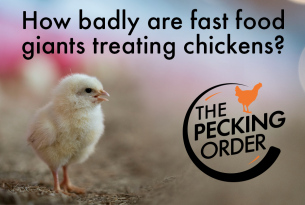 Chicken on a farm - World Animal Protection