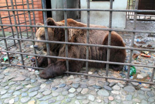 Efforts underway to rescue two captive bears suffering at a Russian restaurant