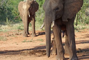 Chained elephants in South Africa
